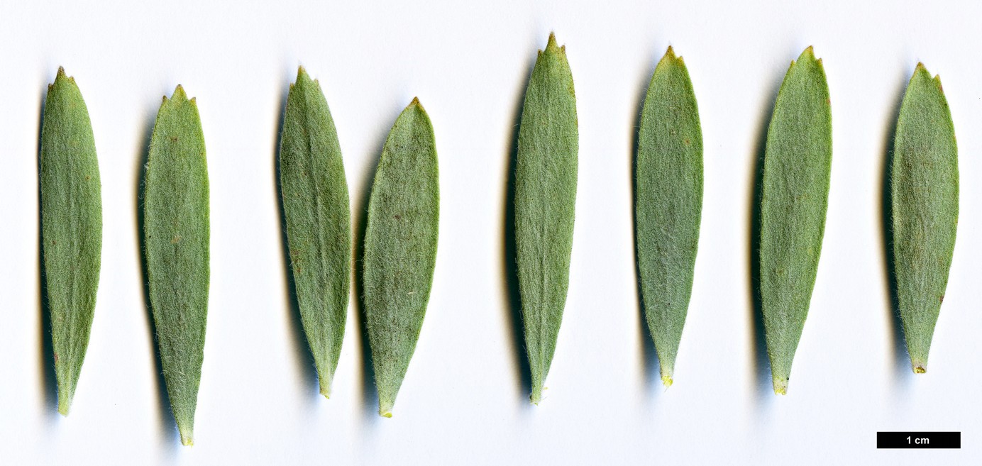 High resolution image: Family: Proteaceae - Genus: Leucospermum - Taxon: reflexum - SpeciesSub: var. reflexum